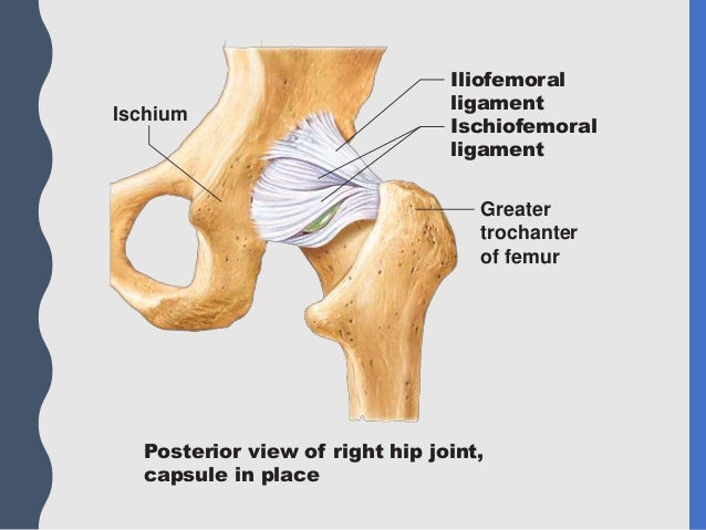 knee joint hip joint capsule